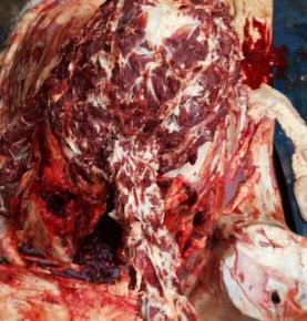 驢肉的功效和作用你了解多少